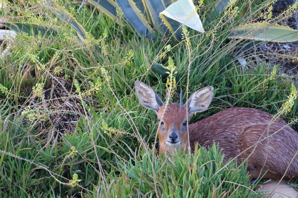 Grysbok Self Catering Accommodation Oudtshoorn Buitenkant foto