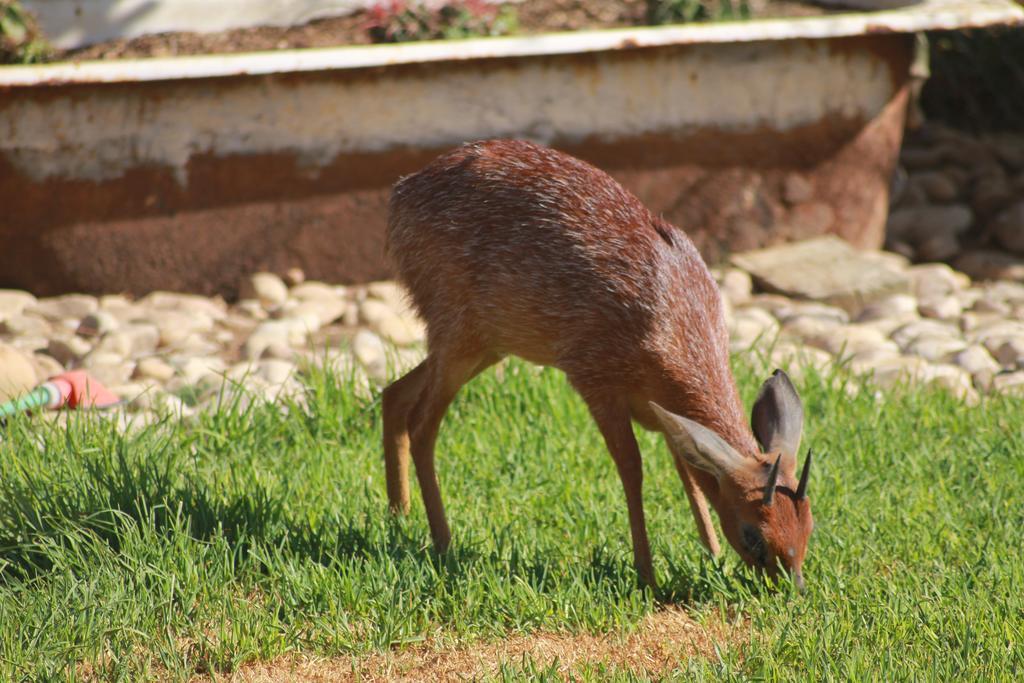 Grysbok Self Catering Accommodation Oudtshoorn Buitenkant foto
