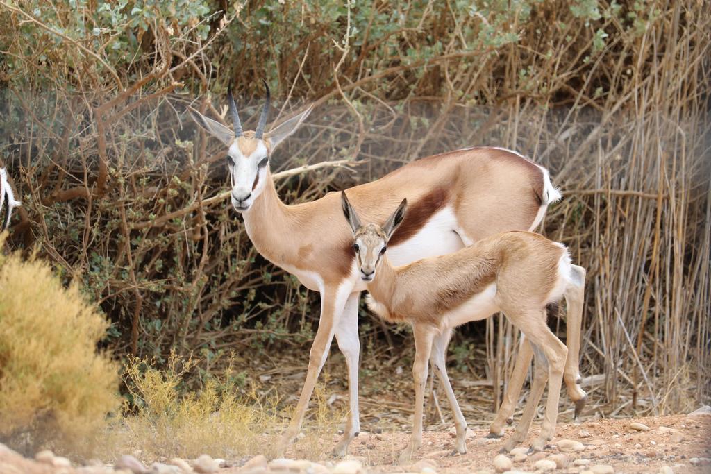 Grysbok Self Catering Accommodation Oudtshoorn Buitenkant foto