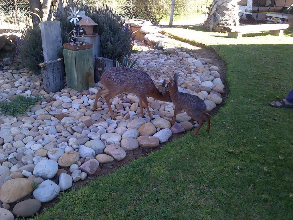Grysbok Self Catering Accommodation Oudtshoorn Buitenkant foto