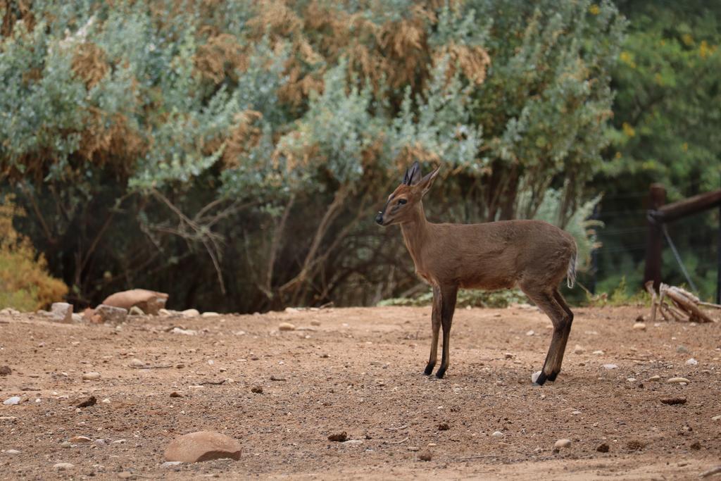 Grysbok Self Catering Accommodation Oudtshoorn Buitenkant foto